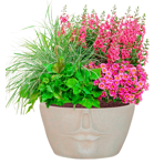   () Idealist Face Planter  (FFP-BEG-42)