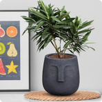   () Idealist Face Planter - (TF-BLK-30)